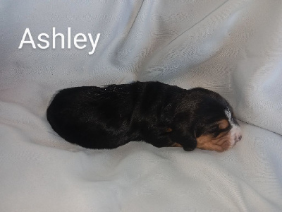 CHIOT 8